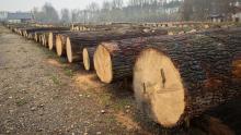 Submisja drewna szczególnie cennego już za nami!
