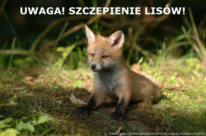 Informacja prasowa o przeprowadzanej na terenie województwa śląskiego jesiennej akcji szczepienia lisów wolno żyjących w 2019 roku