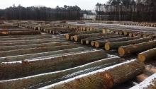 Submisja drewna szczególnego w RDLP w Katowicach