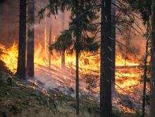 Ochrona przeciwpożarowa lasów