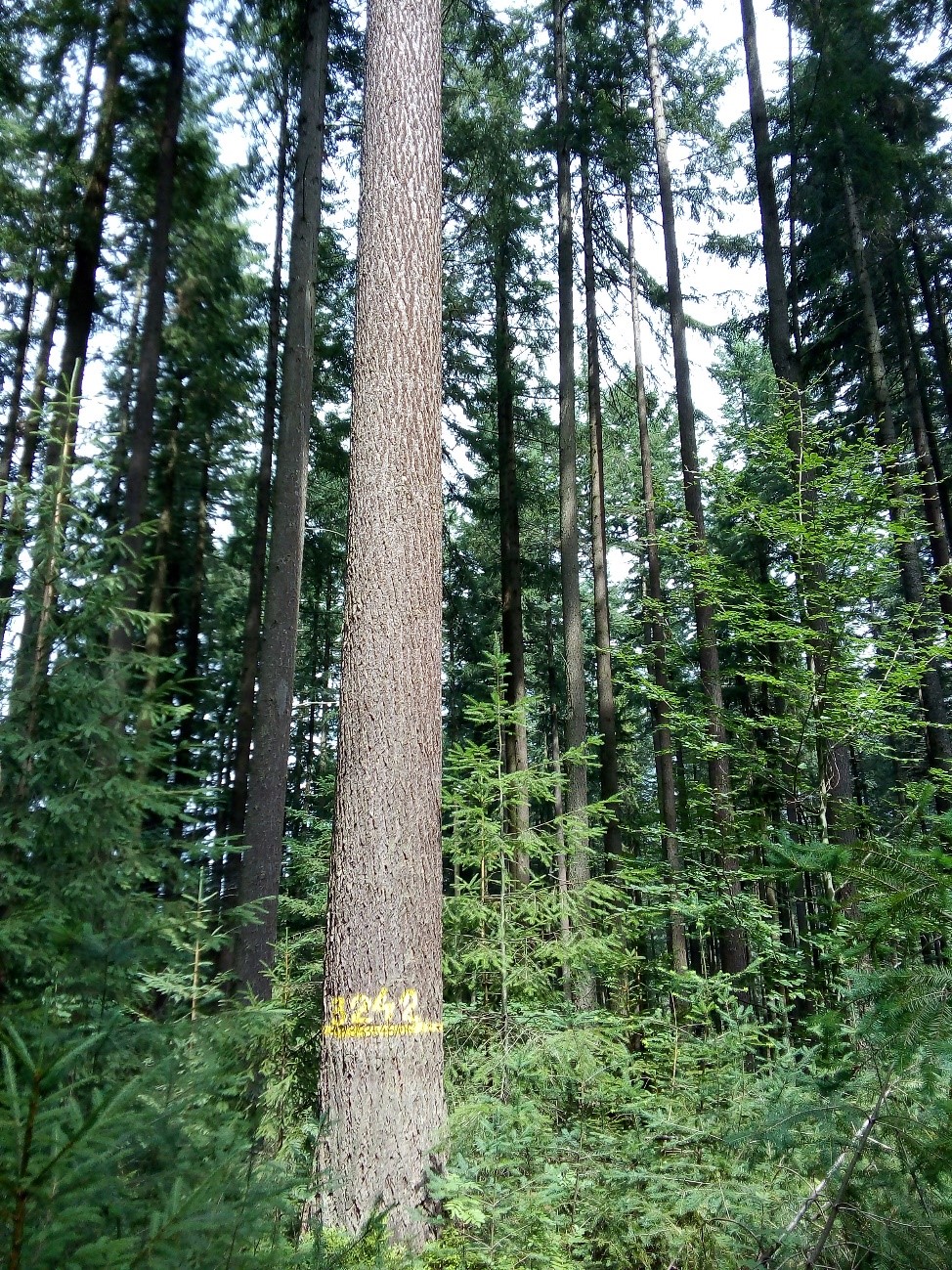 Zdjęcie nr 1 przedstawiające drzewo mateczne daglezji zielonej w Nadleśnictwie Ujsoły