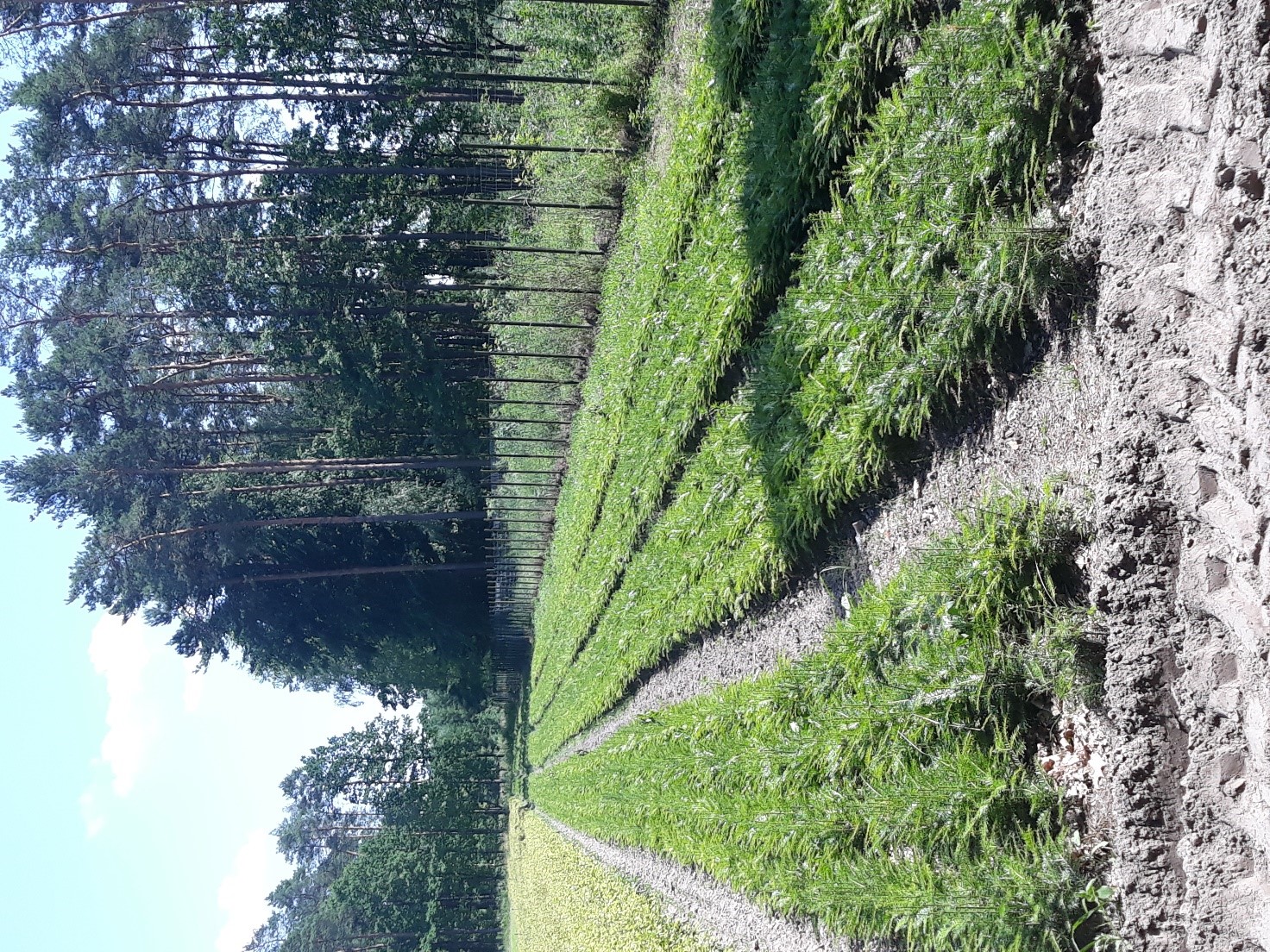Zdjęcie nr 4 przedstawiające sadzonki Jodły na szkółce w Nadleśnictwie Koniecpol