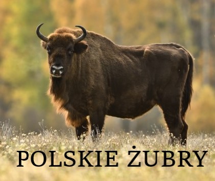 Link do filmu Polskie Żubry