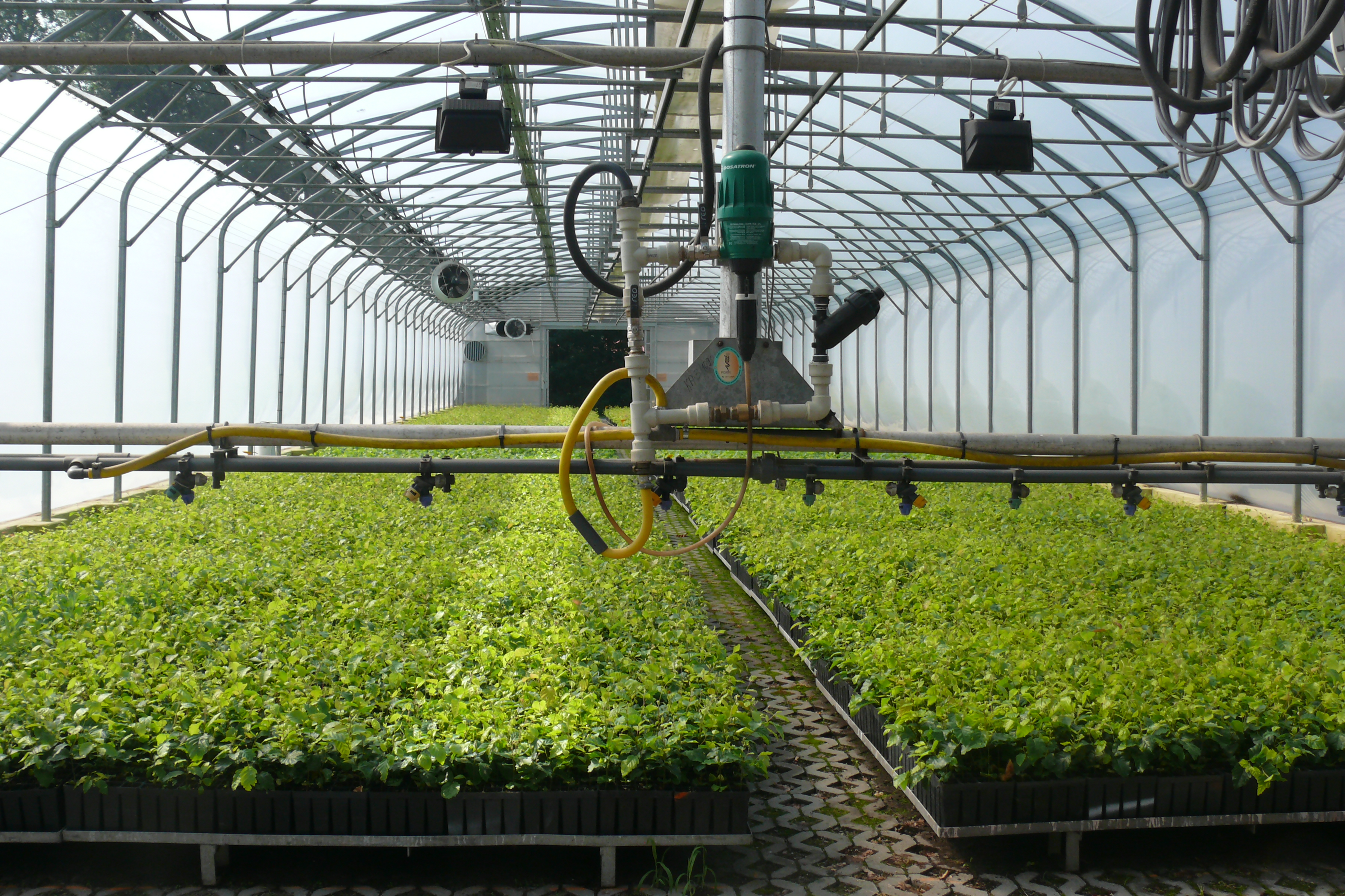 Fot. 4. Sadzonki buka na szkółce w Rudach Raciborskich (Fot. Dorota Niemczyk)