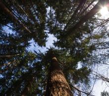 Najwyższe drzewo w Polsce rośnie w Nadleśnictwie Bielsko!