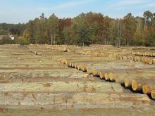 Wyniki XXII Submisji Drewna Szczególnego  w Regionalnej Dyrekcji Lasów Państwowych w Katowicach