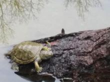 Wiosna - żółwie z Siewierza wygrzewają się na słońcu