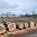 RDLP w Katowicach: submisja drewna szczególnego