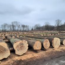 RDLP w Katowicach: submisja drewna szczególnego