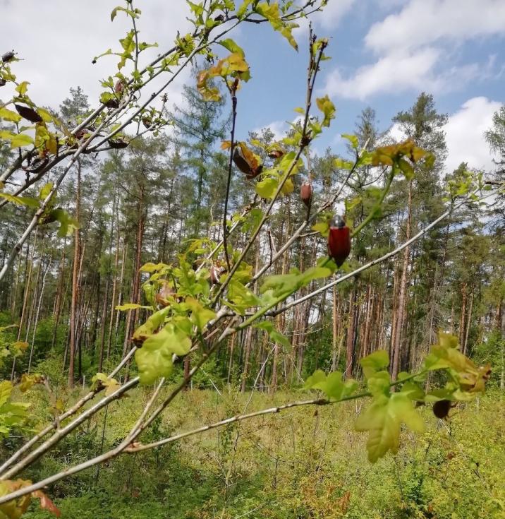 Żerujące chrabąszcze majowe na dębie