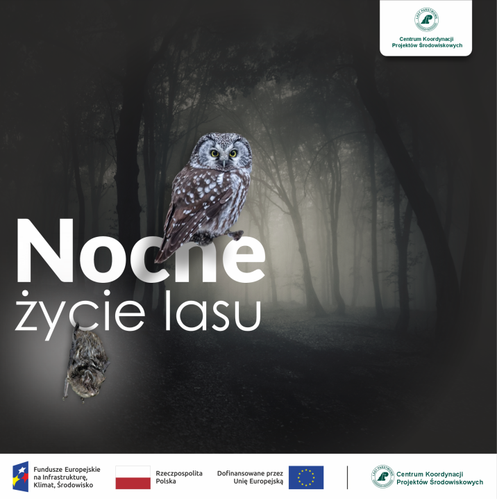 Grafika prezentująca projekt Nocne życie lasu z logotypami partnerów