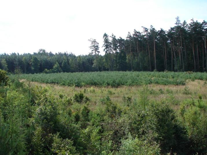 Obszar Chronionego Krajobrazu - Bory Niemodlińskie, Nadleśnictwo Tułowice (Fot. S. Momot)