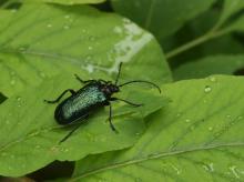 Obszary „Natura 2000” na terenie RDLP w Katowicach