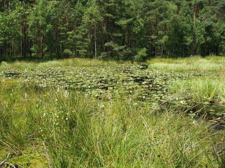 Użytek "Wierzecznik", Nadleśnictwo Zawadzkie (Fot. Agnieszka Jamrozik)