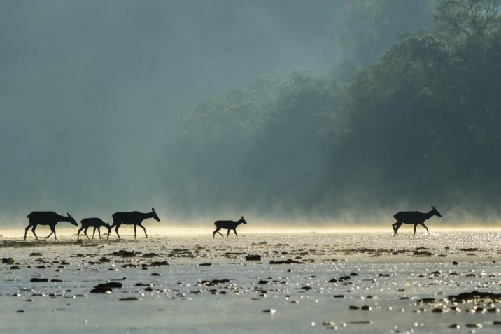 Jelenie przechodzące przez rzekę (Fot. Szymon Bartosz)